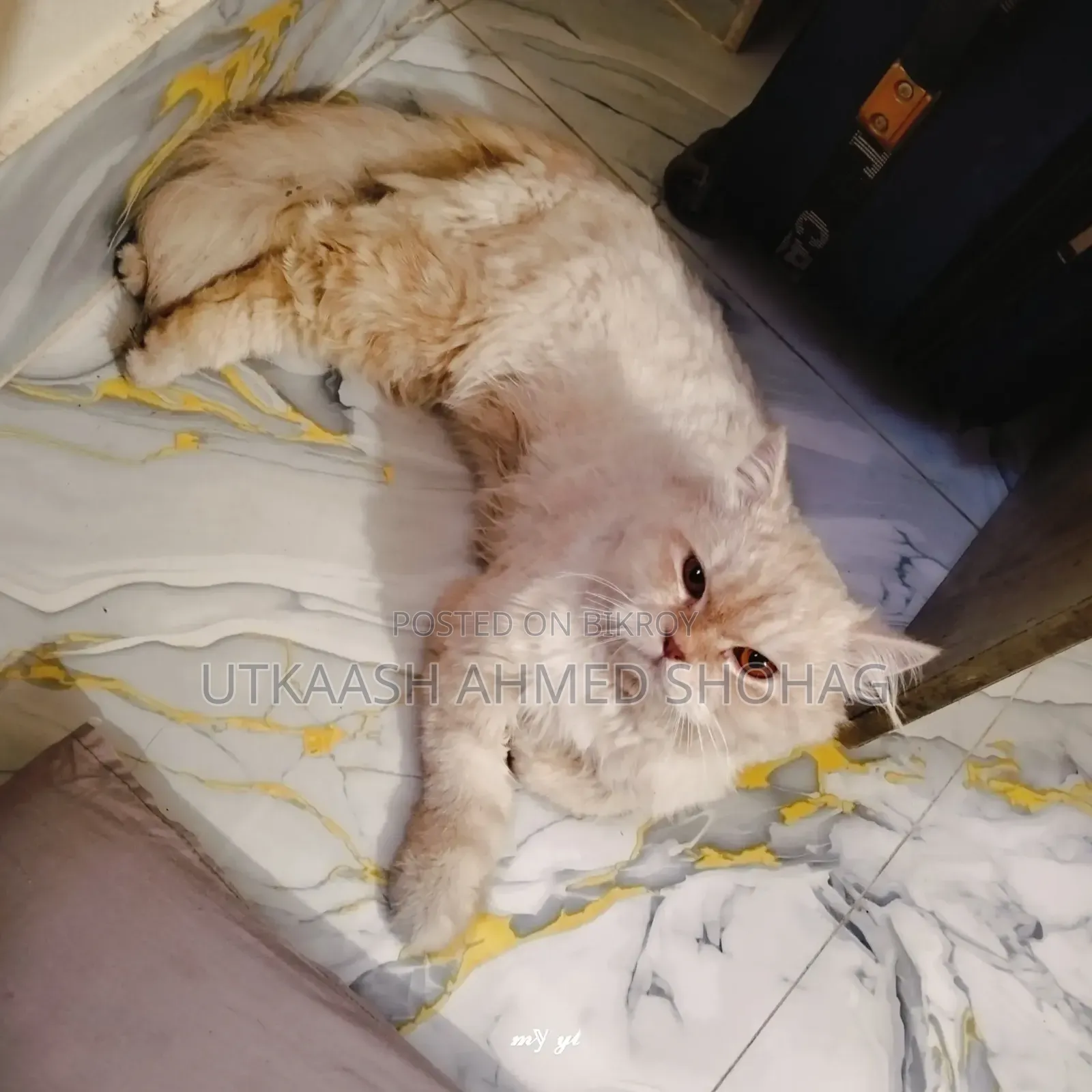 1+ Year Male Purebred Persian Cat