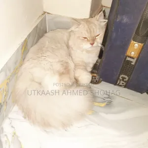 1+ Year Male Purebred Persian Cat