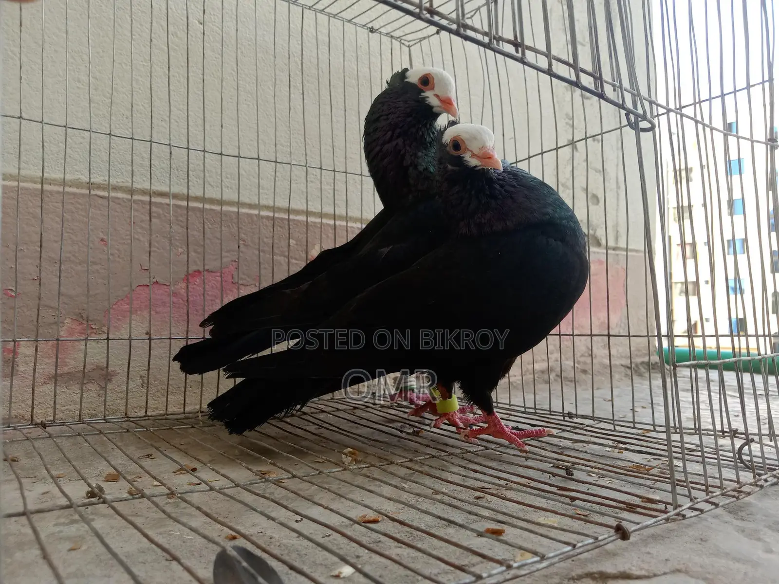Running Mukki Pigeons