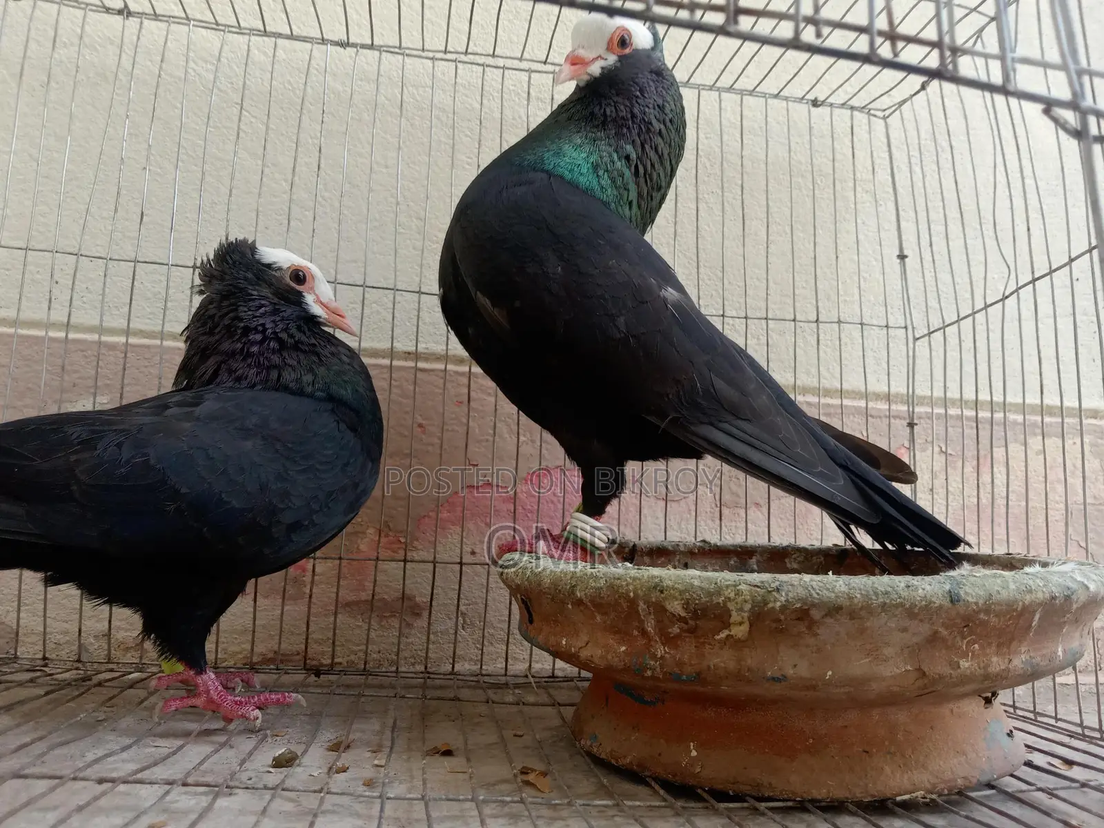 Running Mukki Pigeons