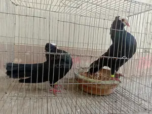 Running Mukki Pigeons