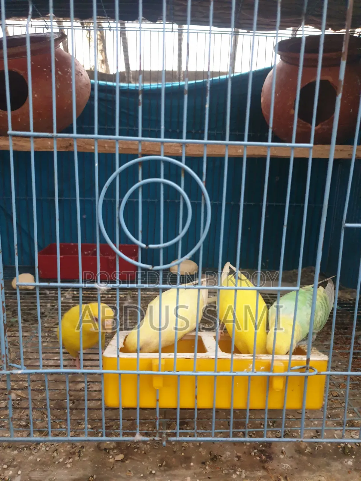3 Pairs of Adult Birds Paired Up