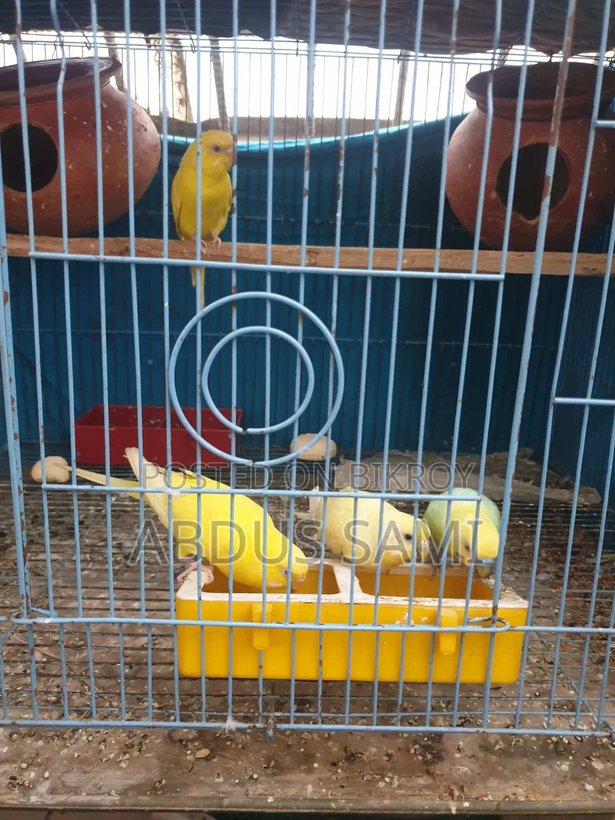 3 Pairs of Adult Birds Paired Up