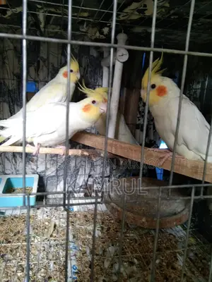 লুটিনো রানিং পেয়ার