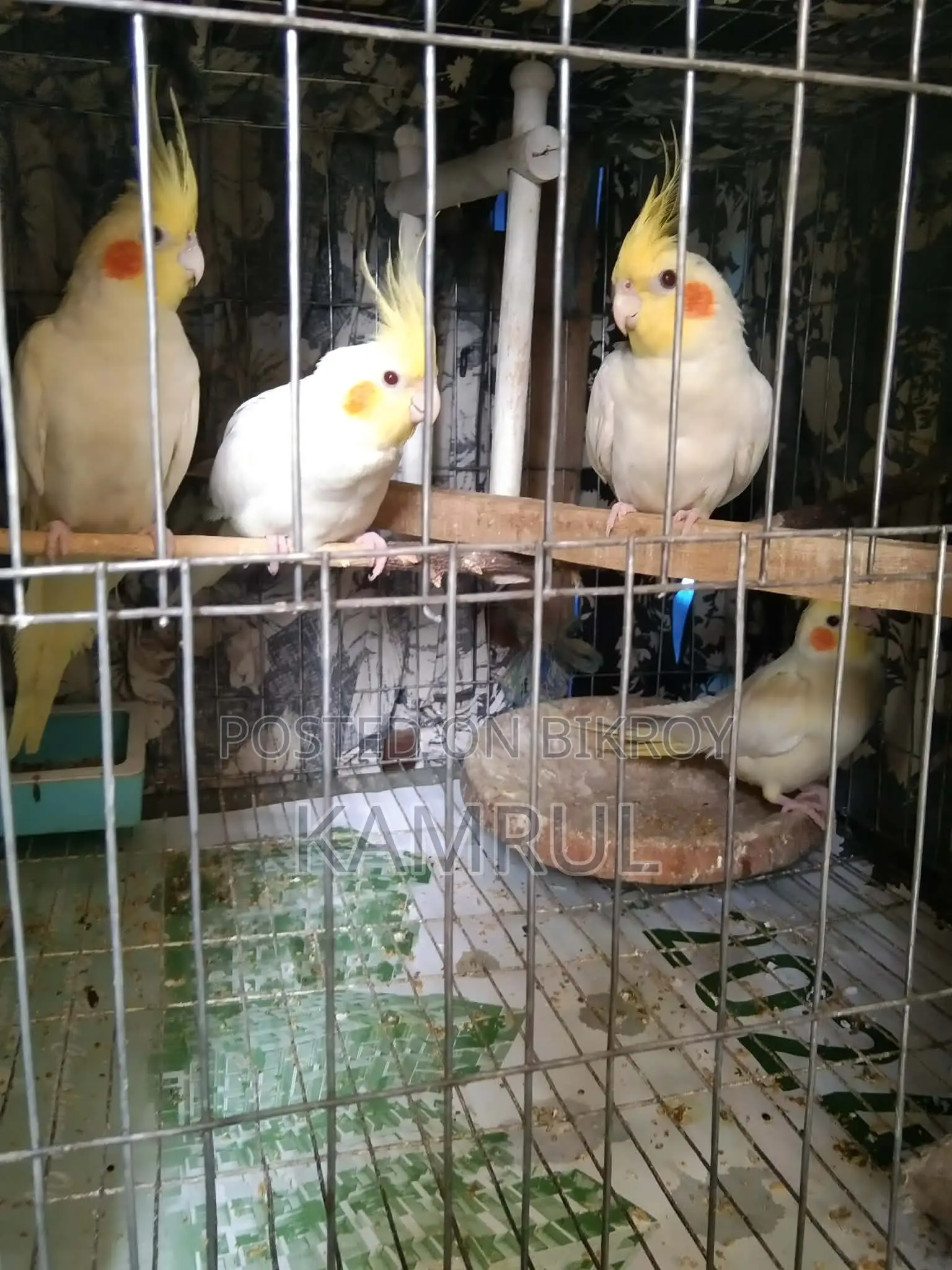 লুটিনো রানিং পেয়ার