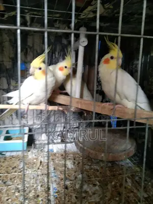 লুটিনো রানিং পেয়ার