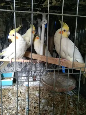 লুটিনো রানিং পেয়ার