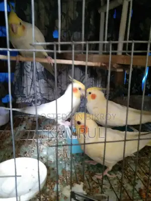 লুটিনো রানিং পেয়ার