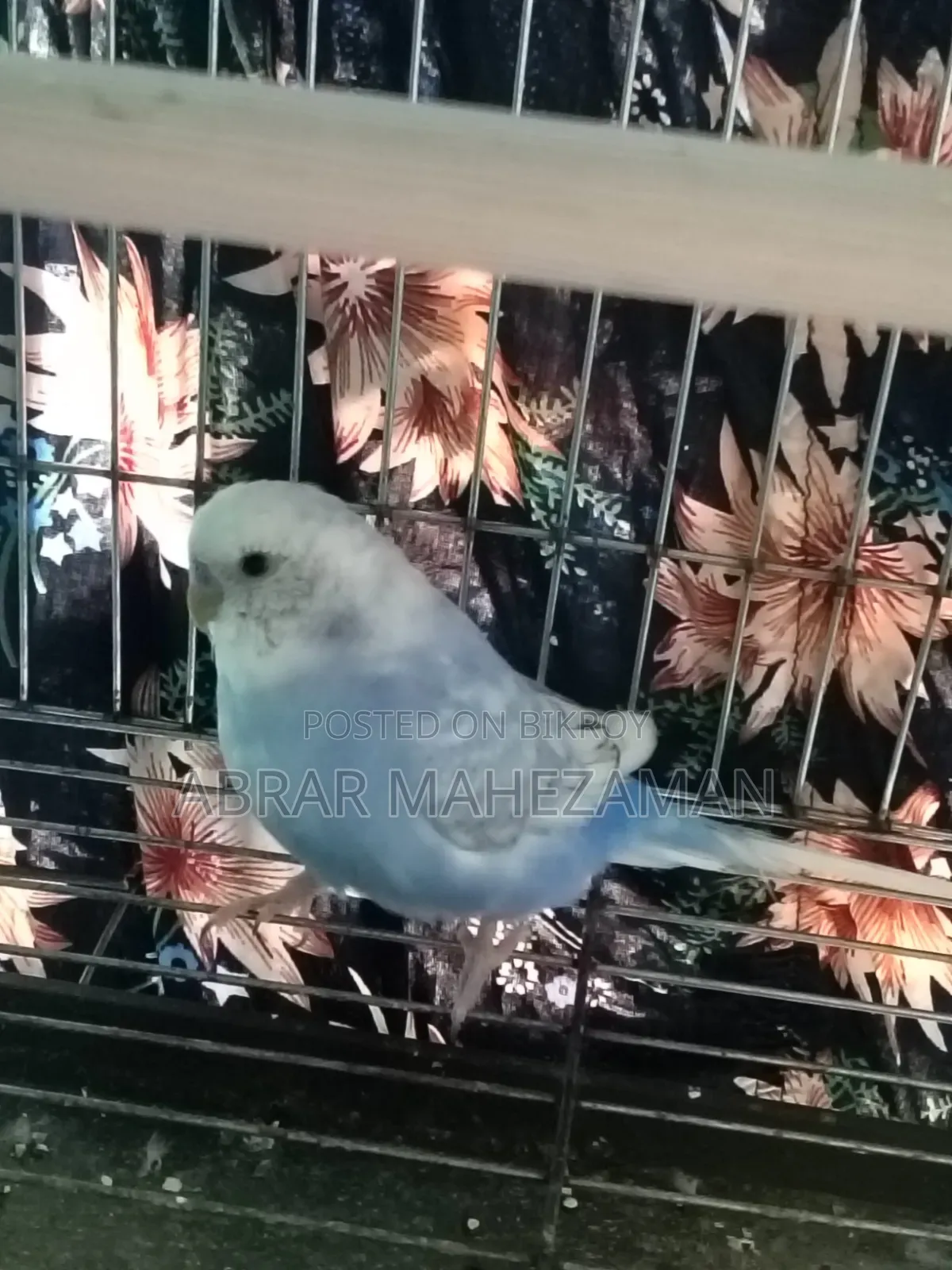 New Adult Budgie Male