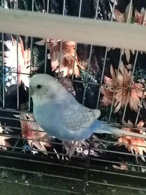 New Adult Budgie Male