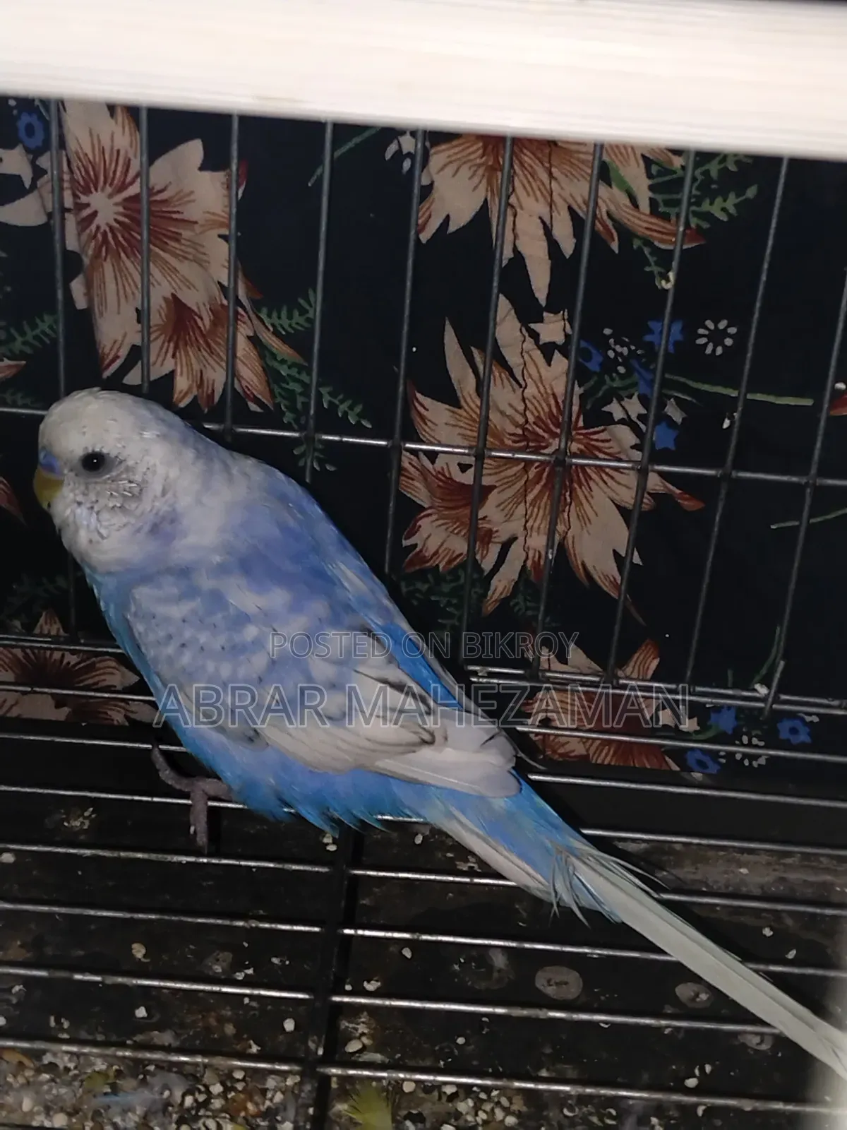New Adult Budgie Male