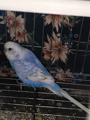 New Adult Budgie Male
