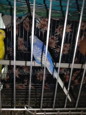 New Adult Budgie Male