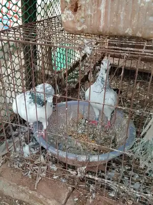 Pigeons