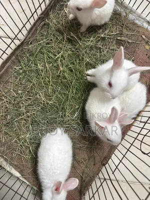 Rabbits