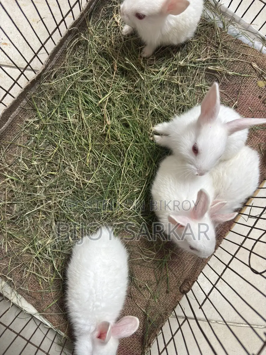 Rabbits