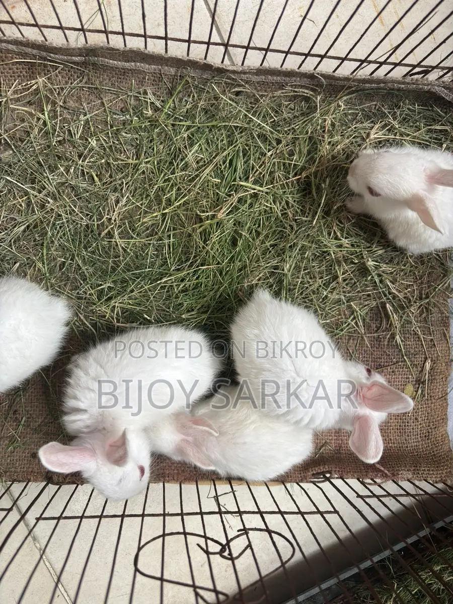 Rabbits