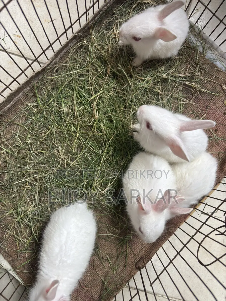 Rabbits