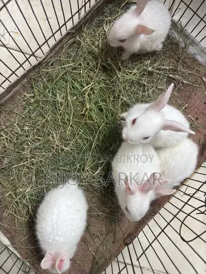 Rabbits