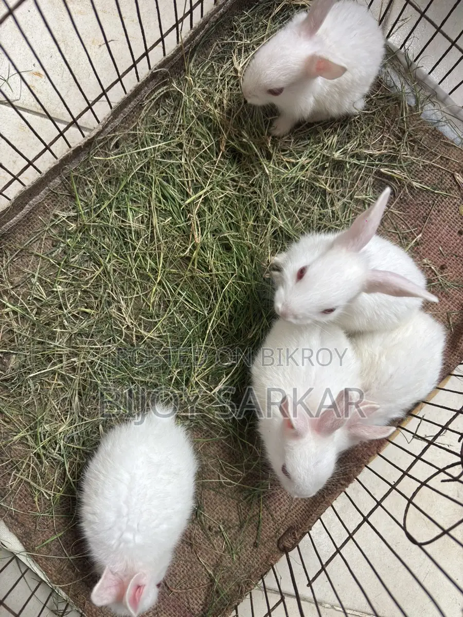 Rabbits