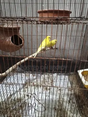 Budgerigar and Cockatiel