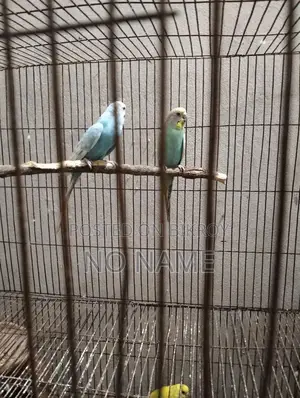 Budgerigar and Cockatiel