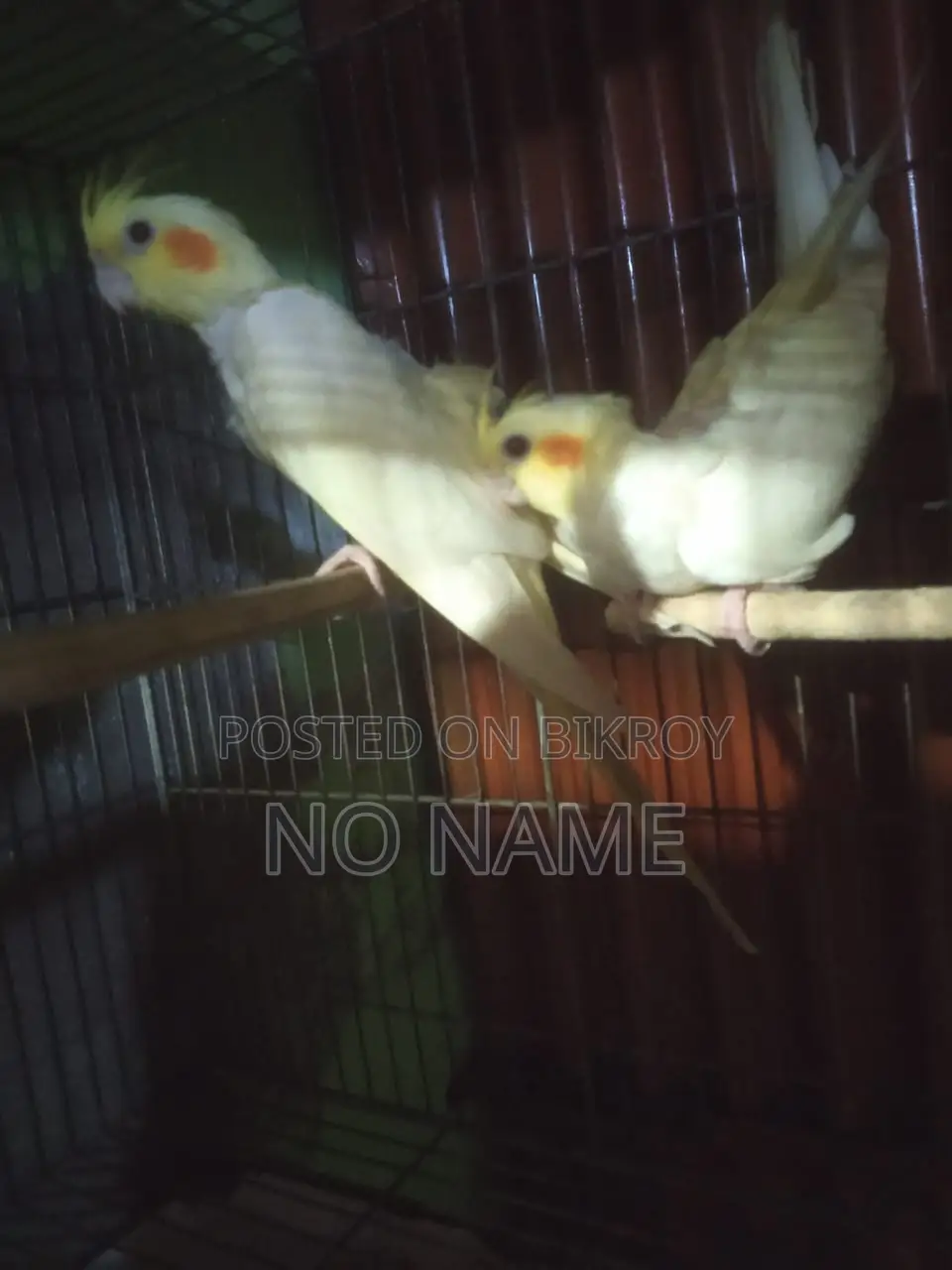 Budgerigar and Cockatiel