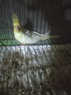 Budgerigar and Cockatiel
