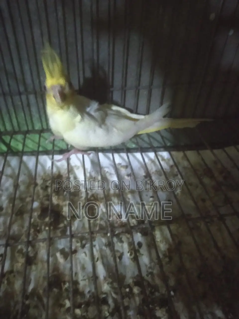 Budgerigar and Cockatiel