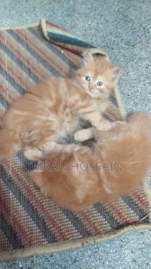 1-3 Months Female Purebred Persian