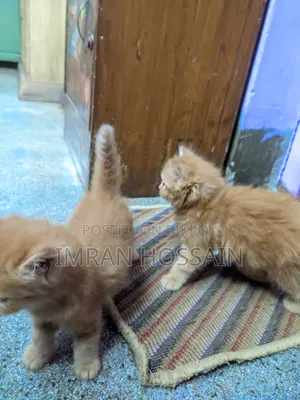 1-3 Months Female Purebred Persian