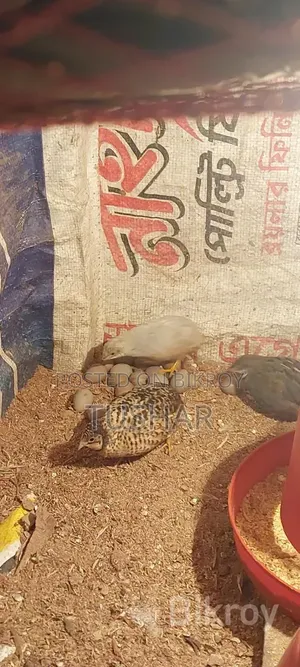 King Quail
