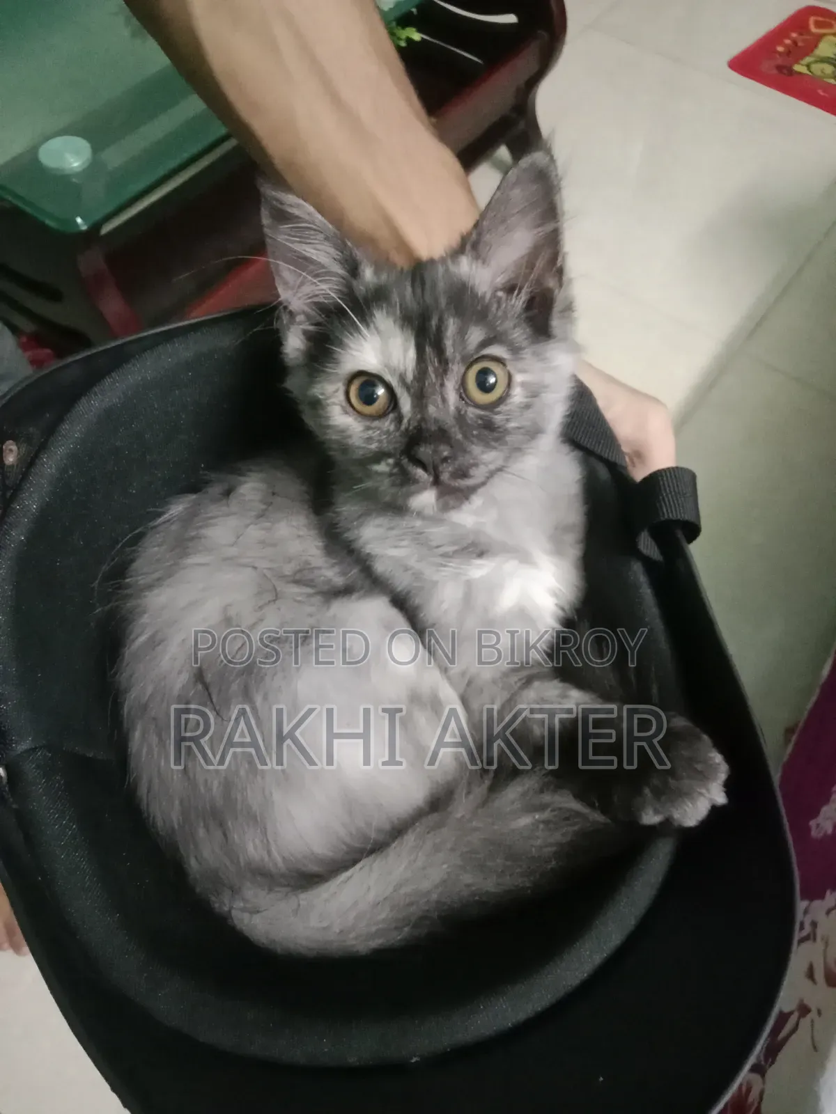 ৩-৬ মাস বয়সী ফিমেল মিক্সড ব্রিড পার্সিয়ান