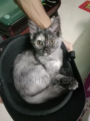 ৩-৬ মাস বয়সী ফিমেল মিক্সড ব্রিড পার্সিয়ান