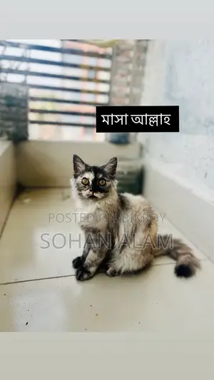 Pure Persian Female Kitten