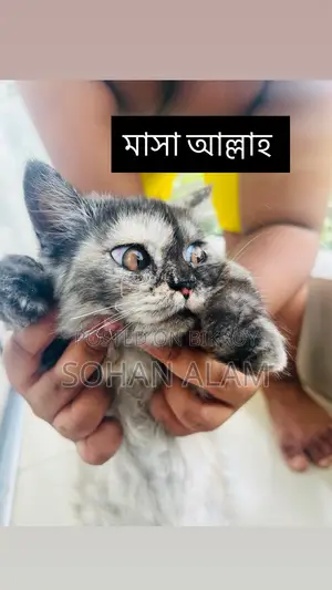 Pure Persian Female Kitten