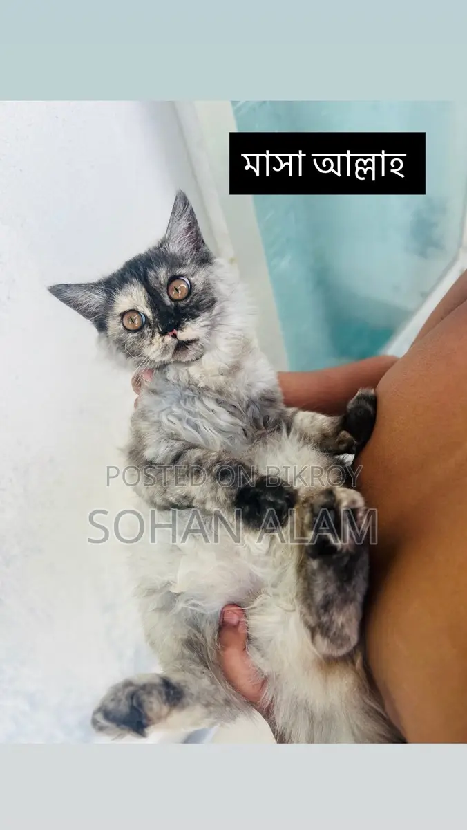 Pure Persian Female Kitten