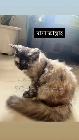 Pure Persian Female Kitten