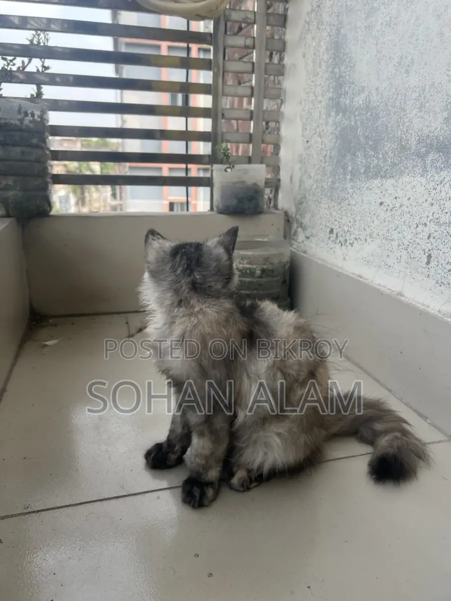 Pure Persian Female Kitten