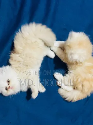 1-3 Months Female Purebred Persian