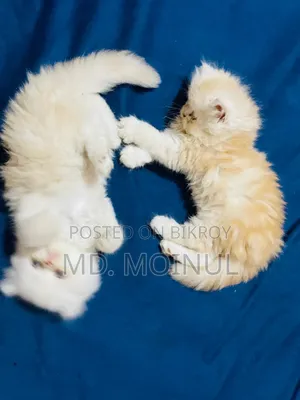 1-3 Months Female Purebred Persian