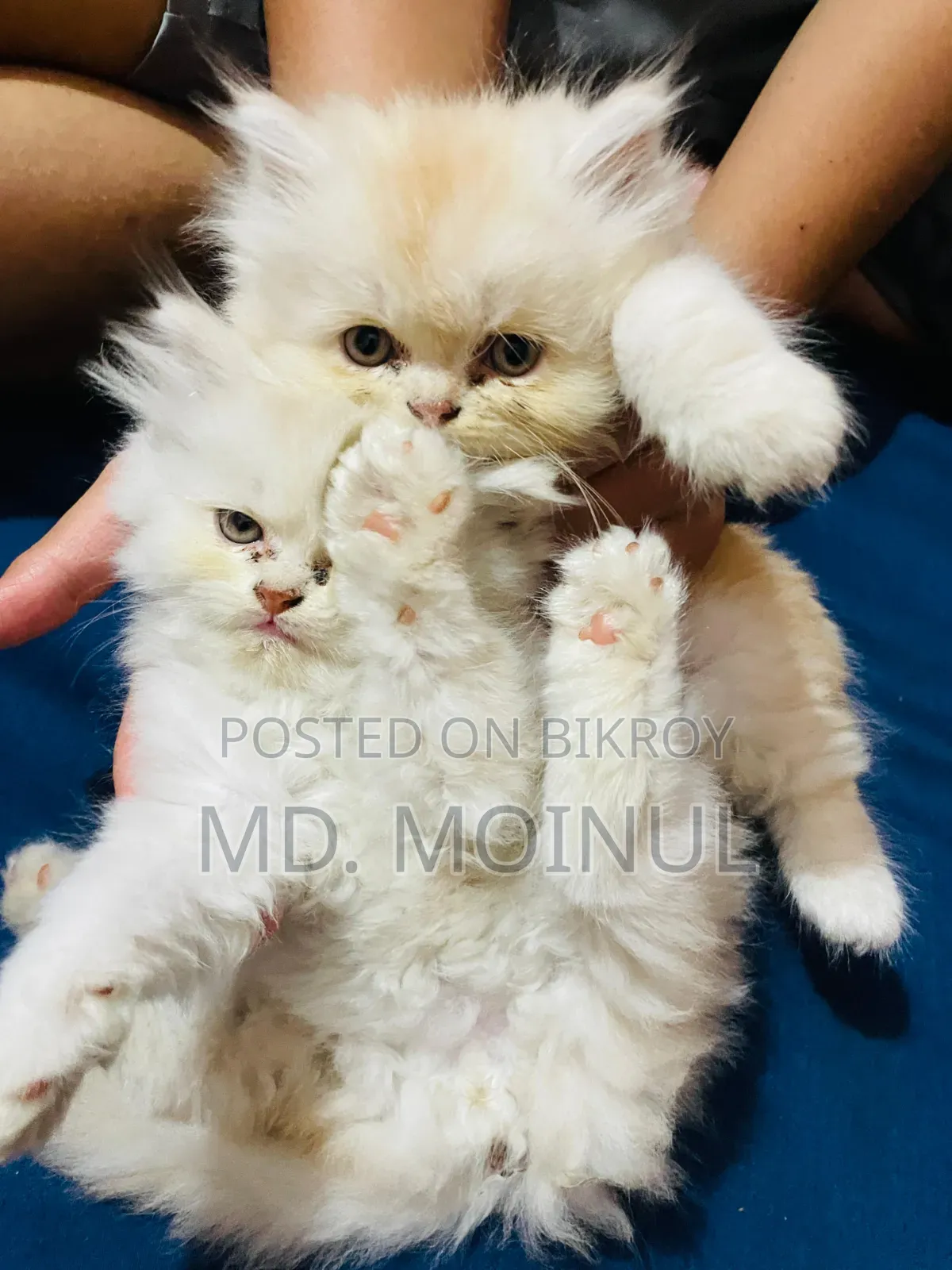1-3 Months Female Purebred Persian