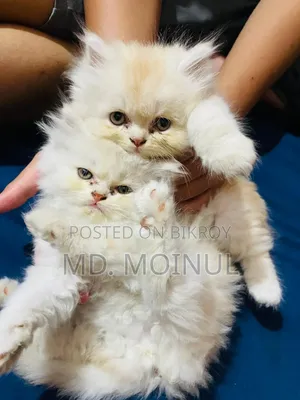 1-3 Months Female Purebred Persian