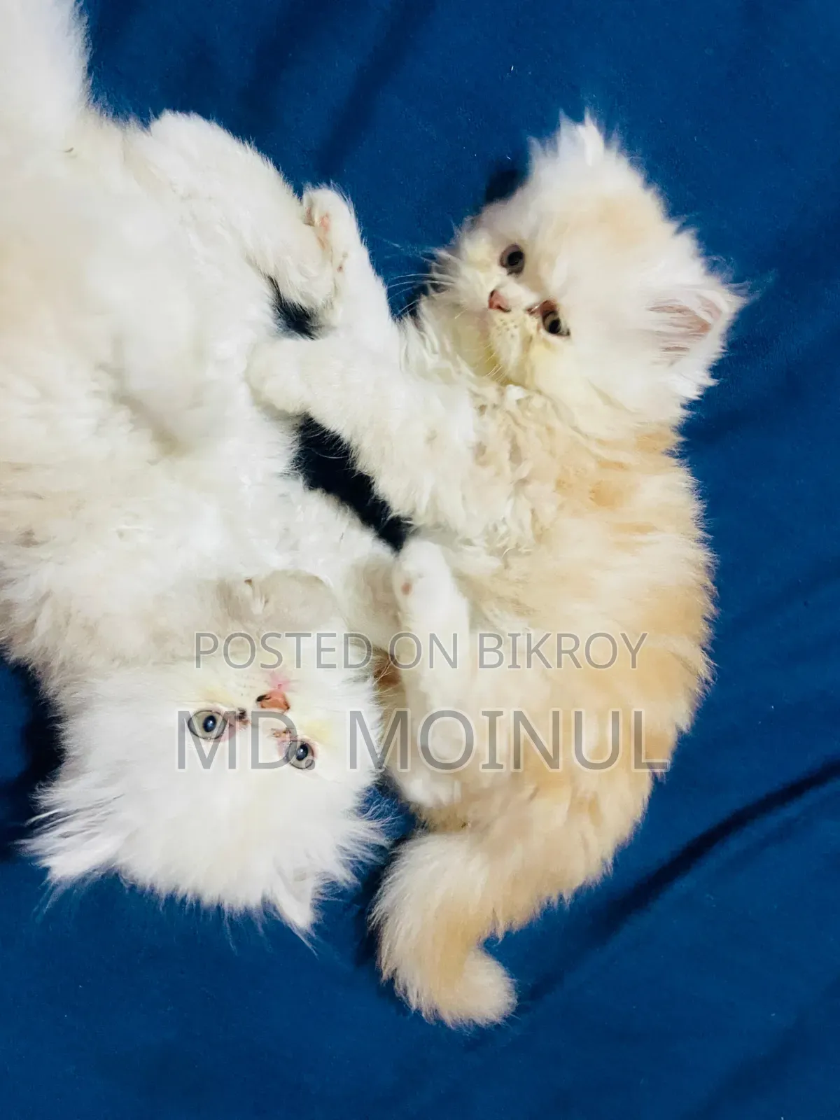 1-3 Months Female Purebred Persian
