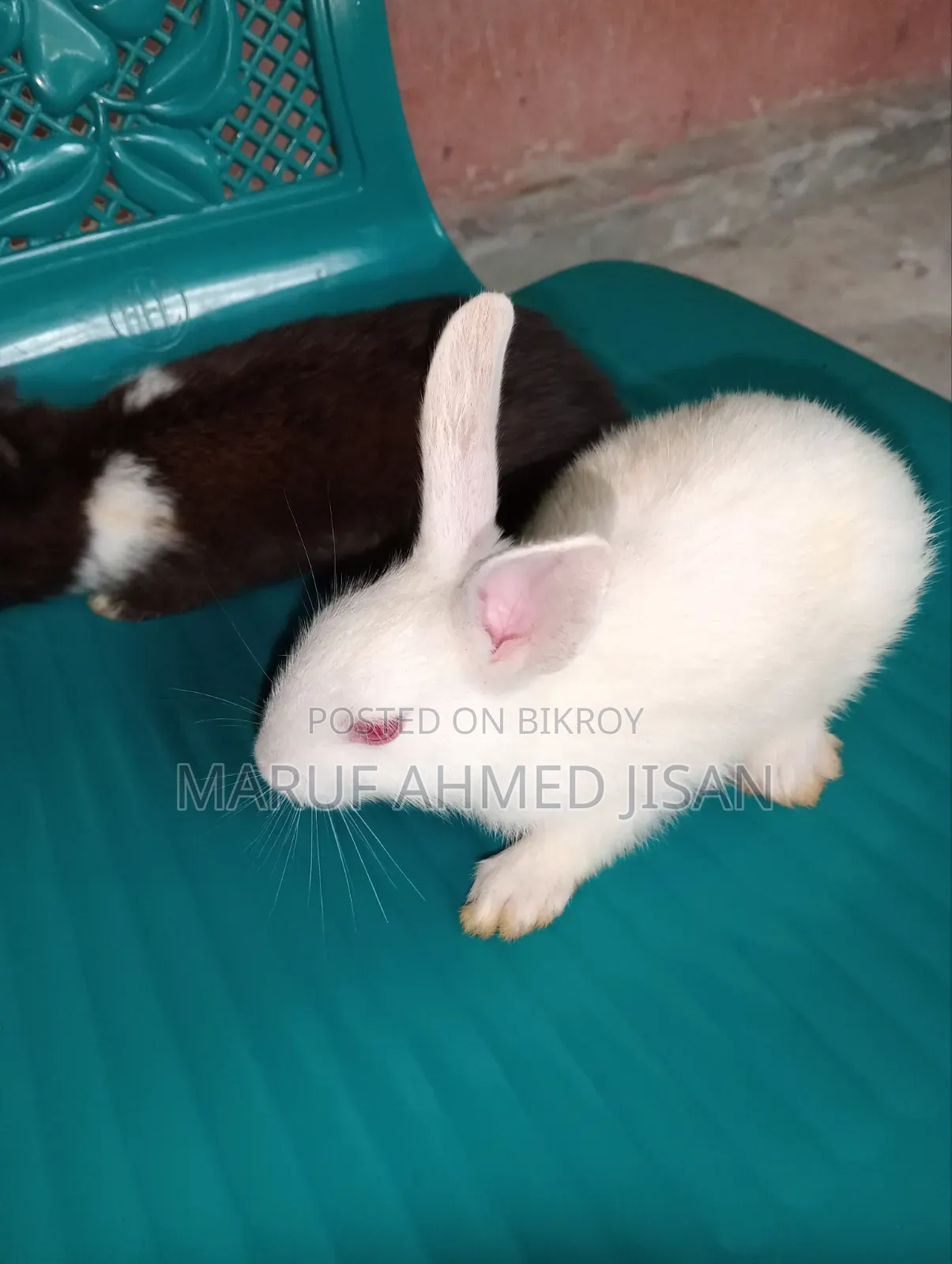 Healthy Rabbits for Sale
