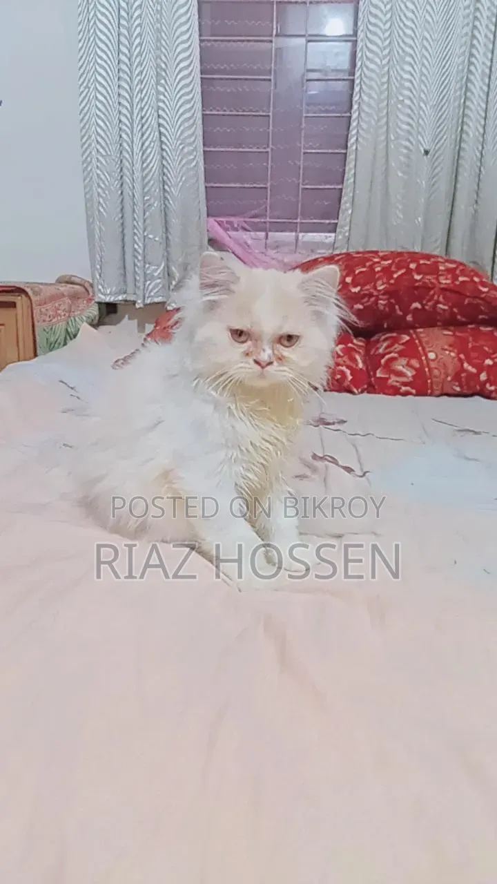 3-6 Months Female Purebred Persian