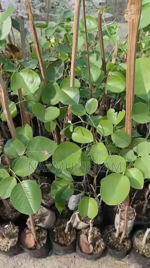 অরিজিনাল লাল চন্দনের গাছের চারা