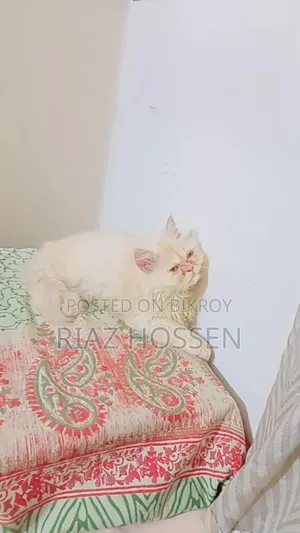 3-6 Months Female Purebred Persian