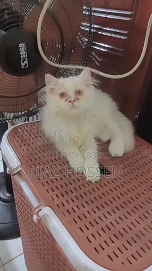 3-6 Months Female Purebred Persian