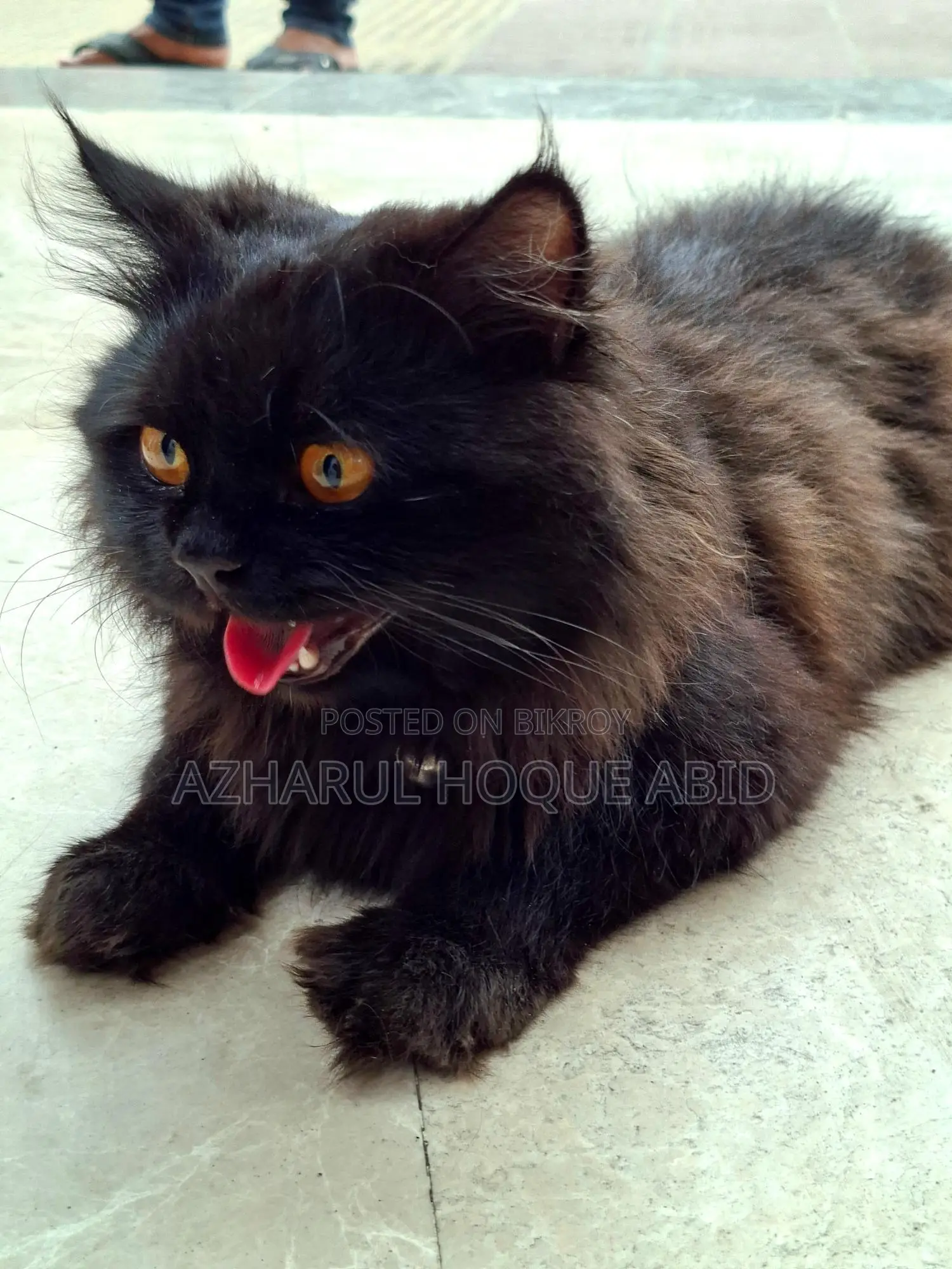 Black Doll Face Persian Cat with Golden Eyes
